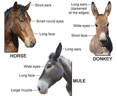 four different types of horses are shown in this graphic above it is an image of the horse's features