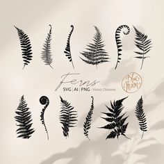 the silhouettes of different plants are shown