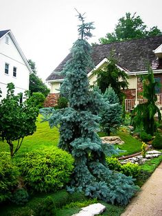 a very tall pine tree sitting in the middle of a yard