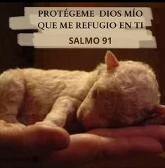 a person holding a small white cat in their hands with a bible verse above it