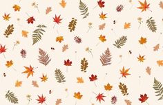 an image of autumn leaves on a white background with red, orange and green colors