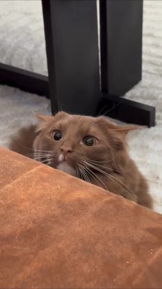 a brown cat looking up at the camera