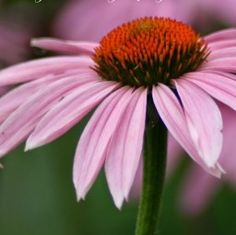 a close up of a pink flower with the words happy birthday written on it's center