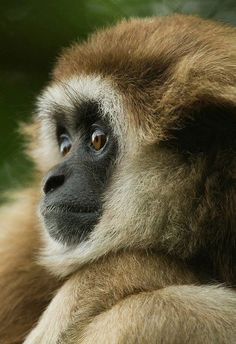 a brown and white monkey sitting on top of a tree