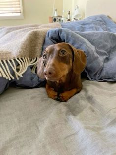 a brown dog laying on top of a bed next to blue blankets and pillows,