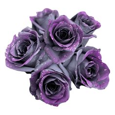 several purple roses with water droplets on them