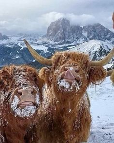 two yaks standing in the snow with mountains in the background