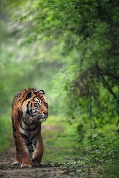 a tiger walking down a dirt road in the woods