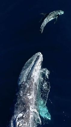 two humpback whales swimming in the ocean