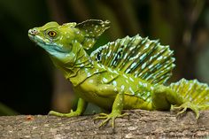 a green lizard sitting on top of a tree branch