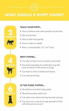 a yellow and white poster with instructions on how to teach puppies