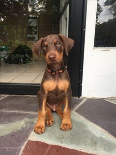 a brown and black dog sitting in front of a door