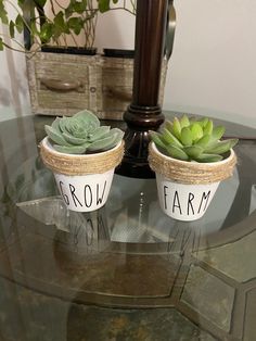 two potted plants sitting on top of a glass table