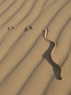 a snake is curled up in the sand and it's tail is sticking out