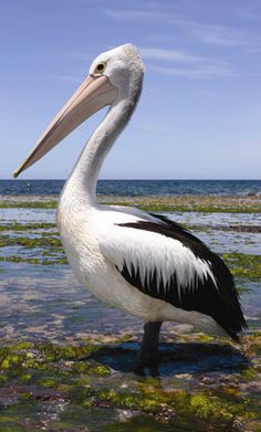 a large white and black bird standing in shallow water near the ocean's edge