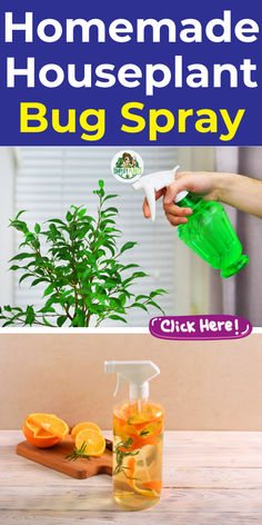 the homemade houseplant bug spray is being used to clean oranges and other things