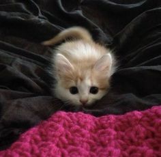 a small kitten laying on top of a bed next to a pink and black blanket