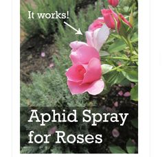 pink flowers with the words, it works applied spray for roses