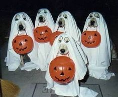 four dogs dressed up as ghost with pumpkins