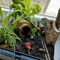 some plants and rocks in a window sill