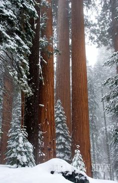 snow covers the ground in front of tall trees