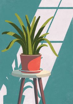 a potted plant sitting on top of a table