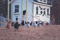 chickens are walking around in front of a house