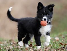 a small black and white dog with a ball in its mouth