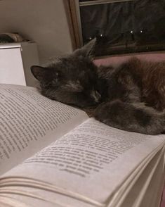 a black cat sleeping on top of an open book