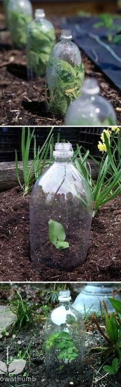 two pictures side by side with plants in a bottle and the same one is filled with water