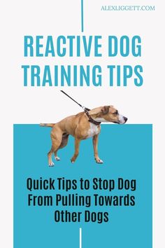 a dog on a leash with the words, reactive dog training tips quick tips to stop dogs from pulling towards other dogs