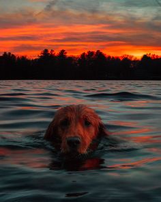 a dog is swimming in the water at sunset