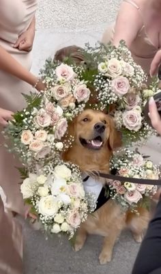 a dog wearing a flower crown with people around it and one person holding a camera