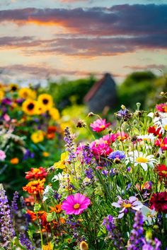 A colorful English garden filled with a variety of blooming wildflowers, including daisies, sunflowers, and lavender, against a backdrop of a picturesque sunset. English Wildflowers, Small Rock Garden Ideas, Wildflowers Aesthetic, Wild Flower Garden, Purple Perennials, Year Round Flowers, Cottagecore Garden, Free Birth, Mallow Flower