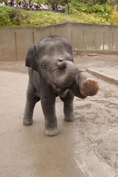 an elephant playing with a ball in its enclosure