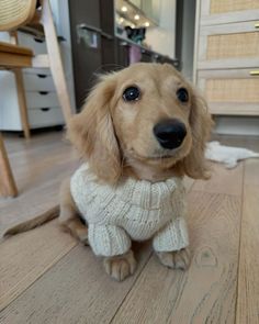 a small brown dog wearing a white sweater