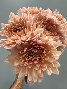 two large pink flowers sitting on top of a wooden stick in front of a gray wall