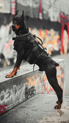 a black and brown dog wearing a harness on top of a skateboard park wall