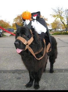 a black dog wearing a halloween costume with a pumpkin on it's head and leash