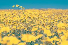 a field full of yellow flowers with blue sky in the backgrounnds