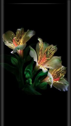 three yellow and white flowers on a black background