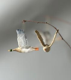 two white birds flying next to each other