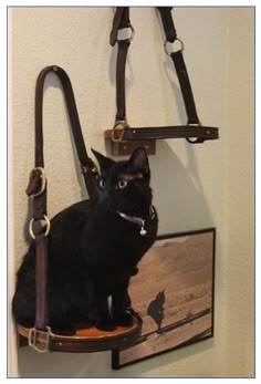 a black cat sitting on top of a horse bridle hanging from a wall