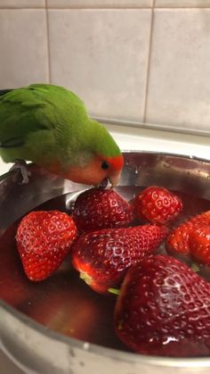 a green parrot is eating strawberries in a metal bowl on the kitchen counter top