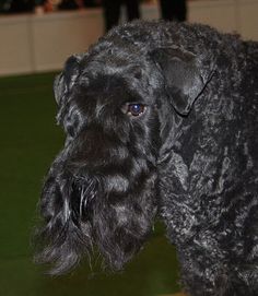 a large black dog standing on top of a green floor