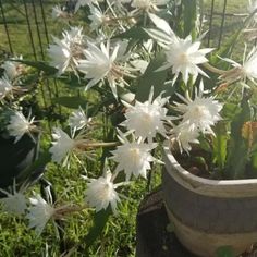 white flowers are growing in a pot on the ground next to a fence and grass