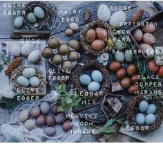 an assortment of eggs laid out on top of each other with the names of them