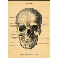 a diagram of the human skull with labels on it's sides and labeled parts