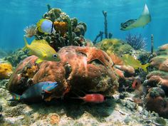 a group of fish swimming over a coral reef