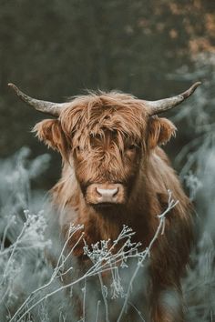 a brown cow with long horns standing in the middle of some tall grass and bushes